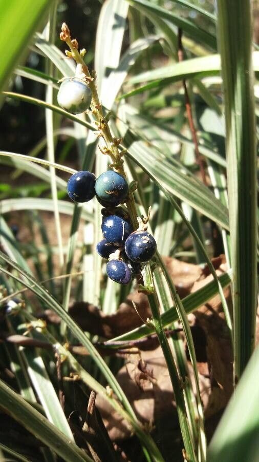 Ophiopogon japonicus fruit