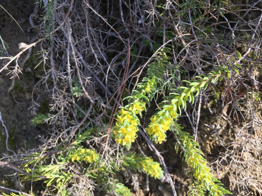 Thymelaea ruizii — houseplant care guide