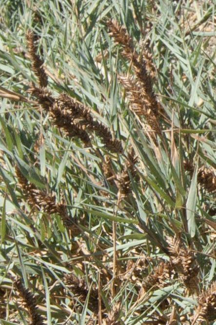 Aeluropus littoralis fruit