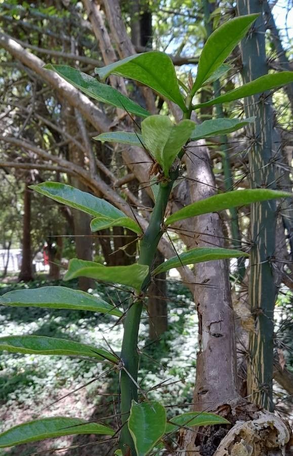 Pereskia sacharosa — search result for 'Pereskia'