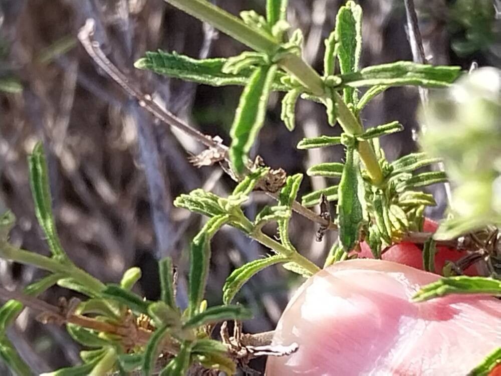 Sideritis pusilla leaf