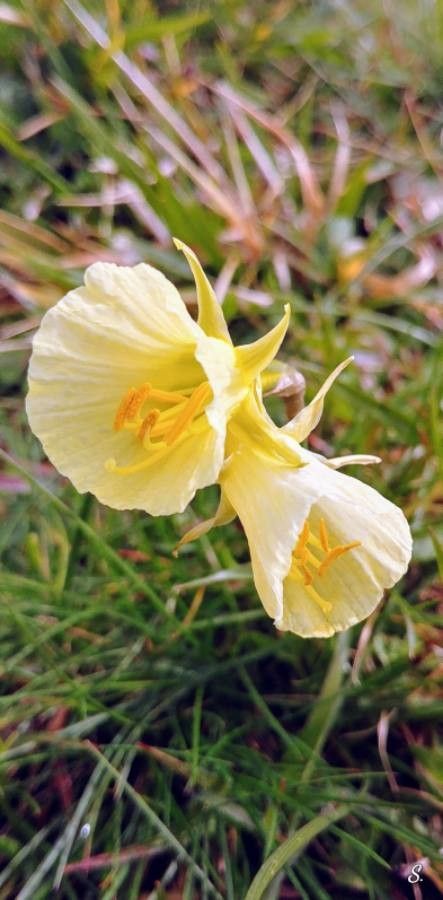 Narcissus bulbocodium flower