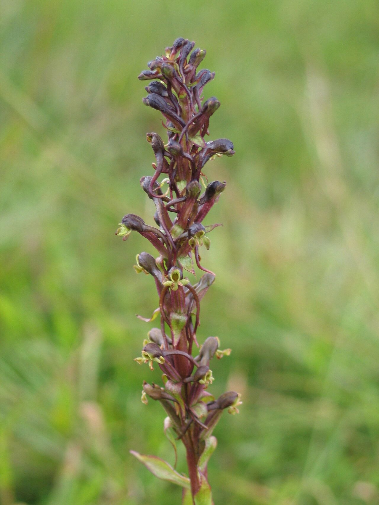 Satyrium riparium — houseplant care guide