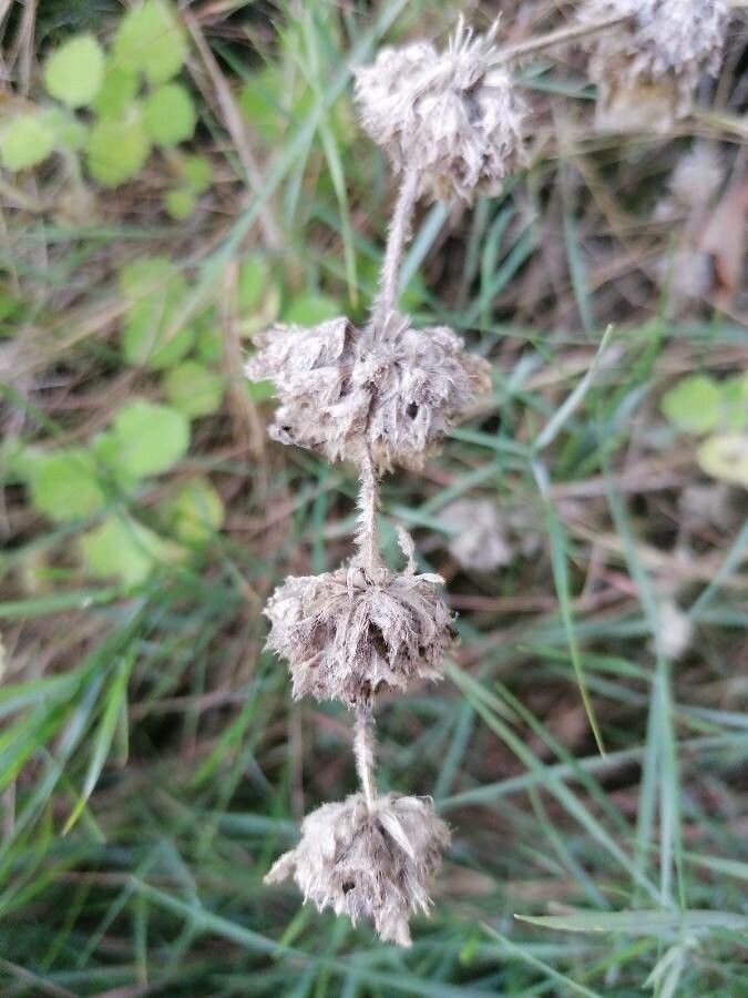 Ballota hirsuta flower
