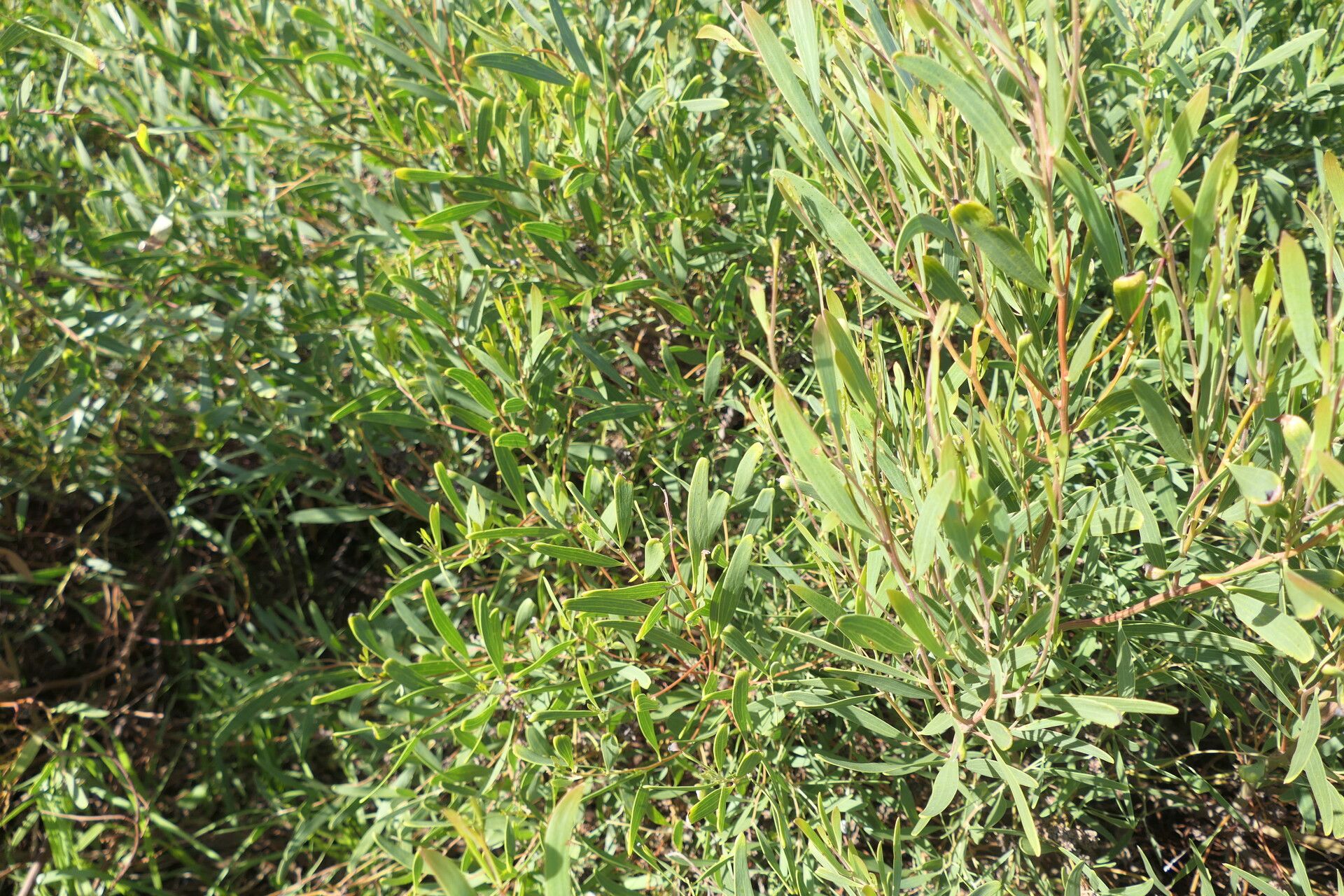 Acacia cyclops habit