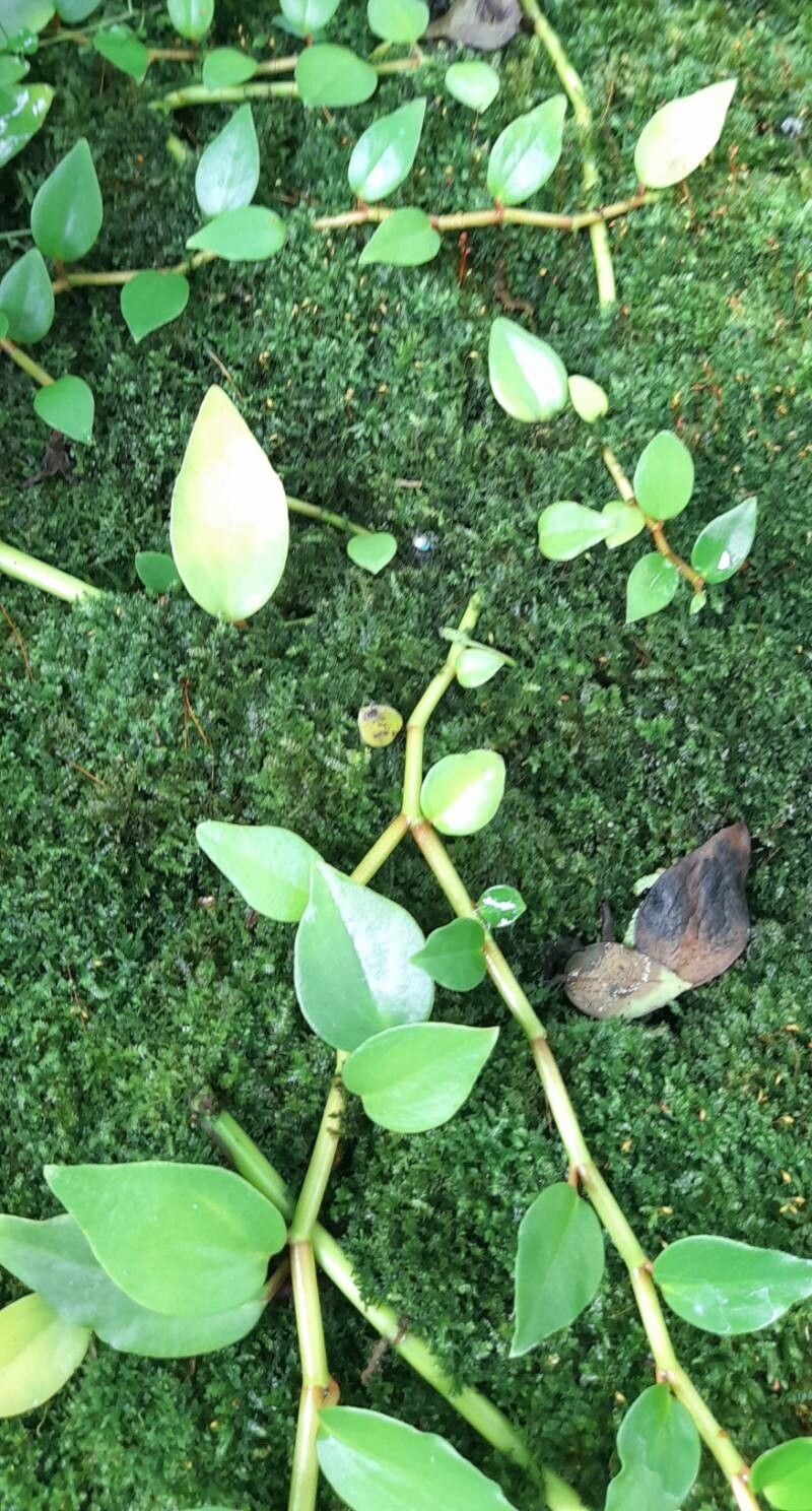 Peperomia hildebrandtii habit