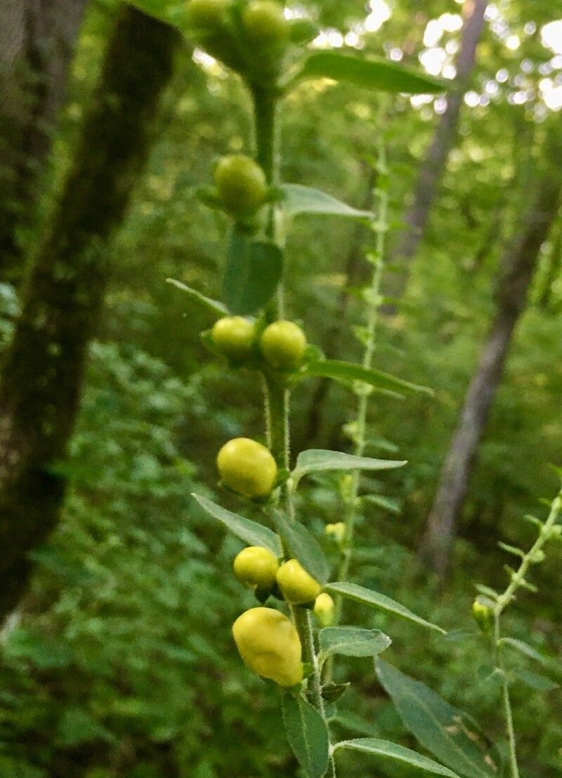 Dasistoma macrophylla flower