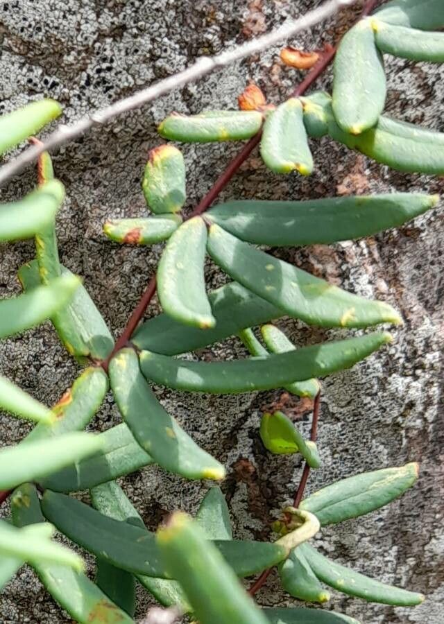 Pellaea ternifolia — search result for 'Pellaea'