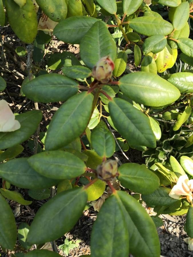 Rhododendron campylocarpum — search result for 'Bhutan'
