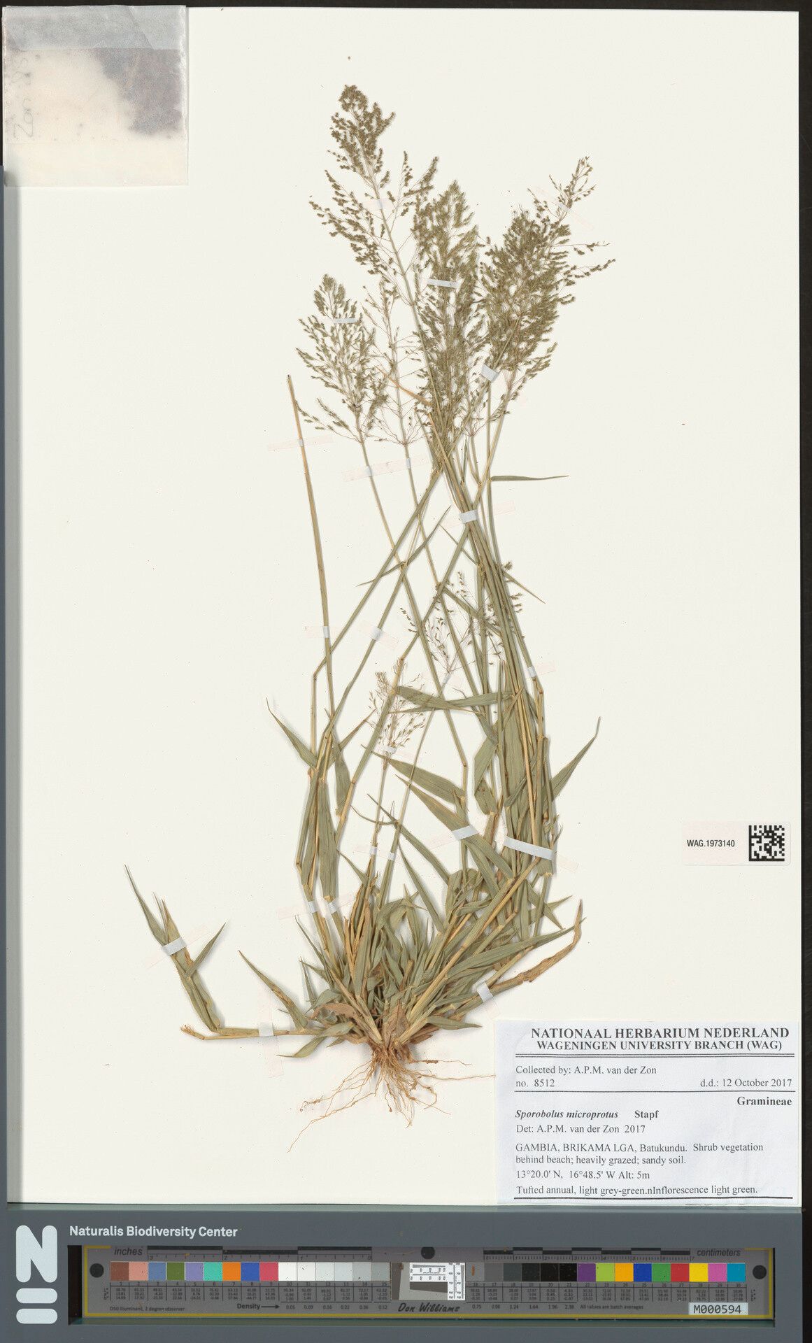 Sporobolus microprotus — houseplant care guide