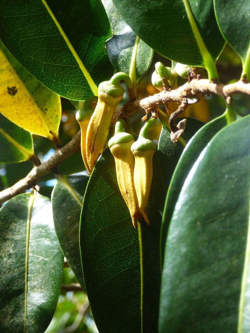 Xylopia richardii flower