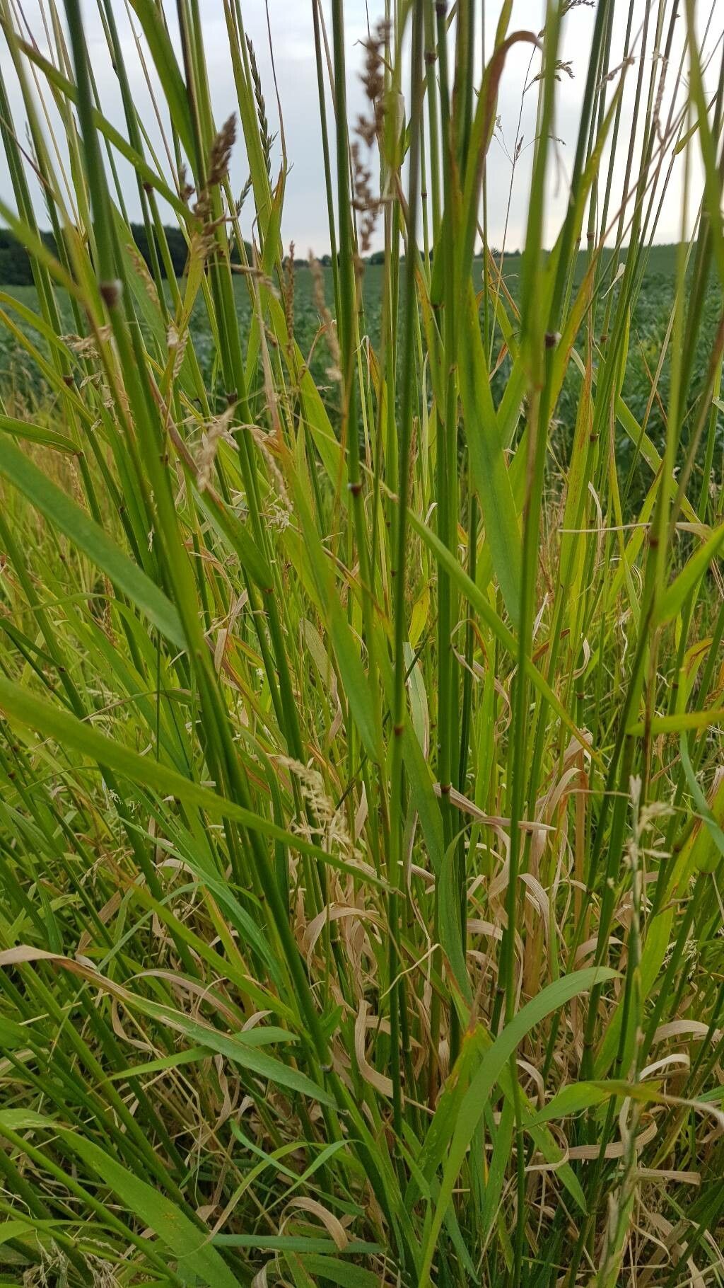 Alopecurus arundinaceus — related species from the same genus