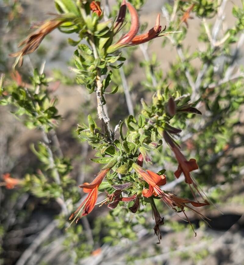 Anisacanthus thurberi — related species from the same genus