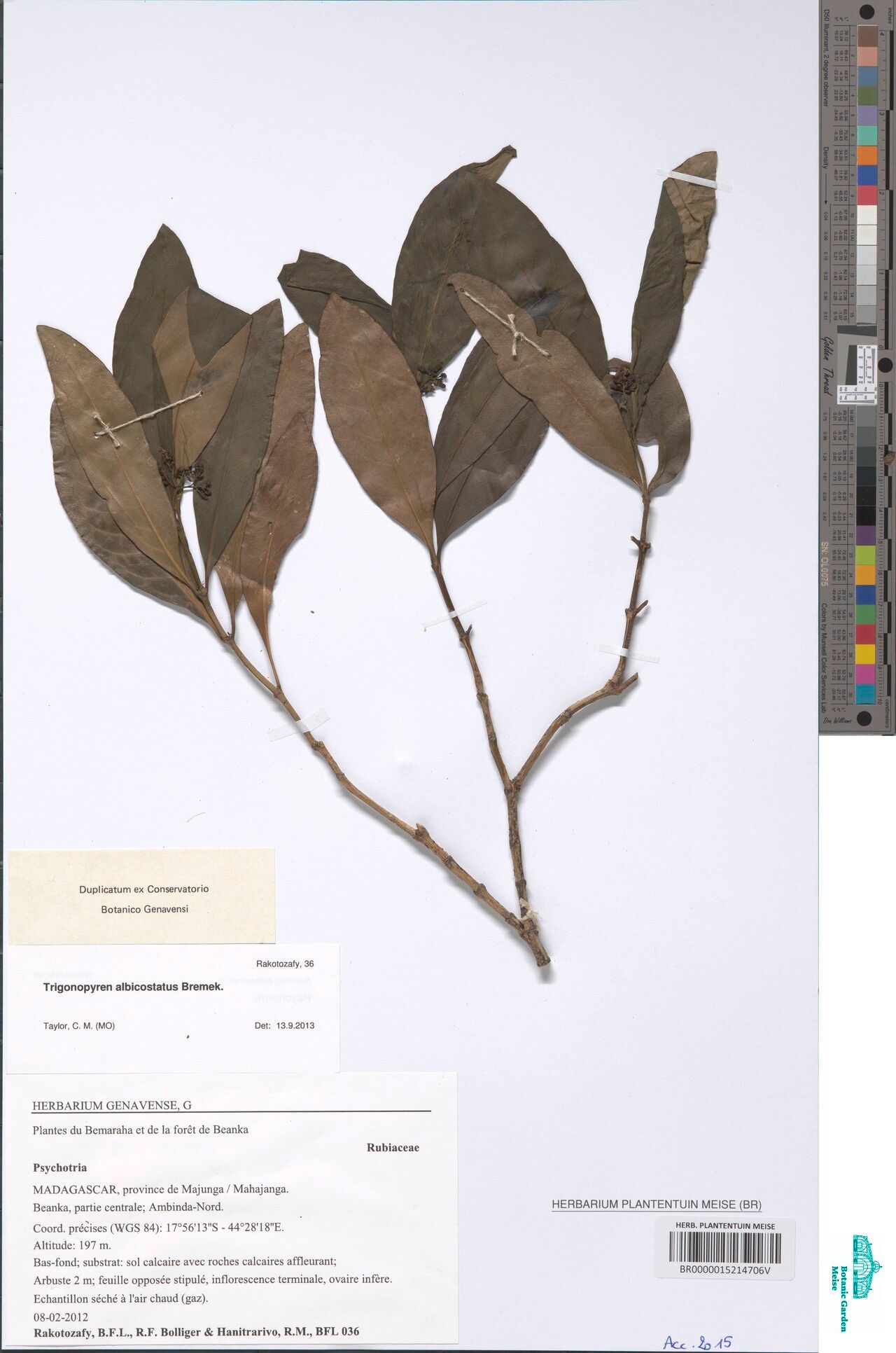 Psychotria tsiandroi — houseplant care guide