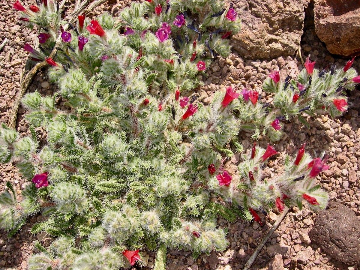 Echium horridum flower