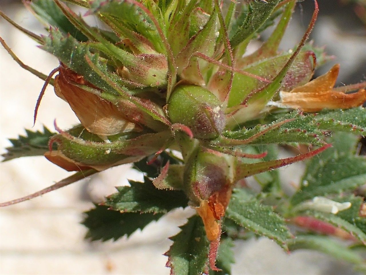 Ononis minutissima fruit