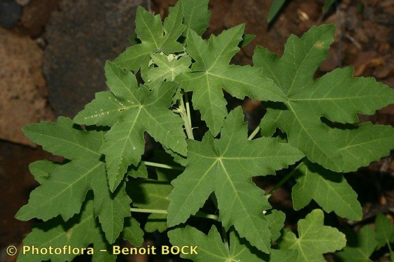 Lavatera acerifolia leaf