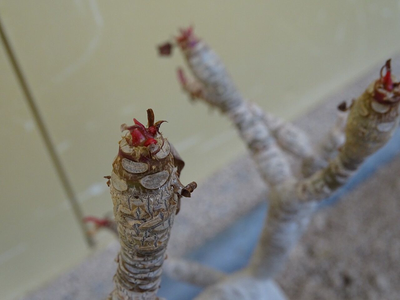 Euphorbia millotii leaf