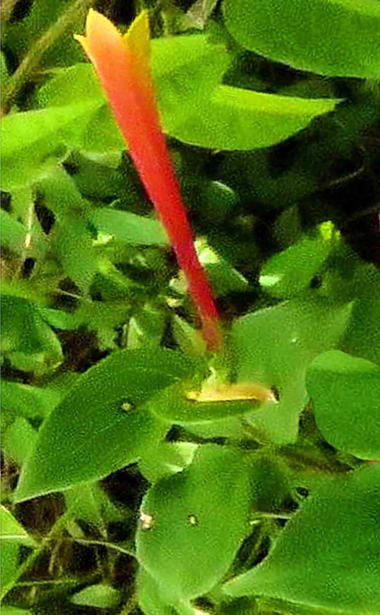 Bouvardia chrysantha — related species from the same genus