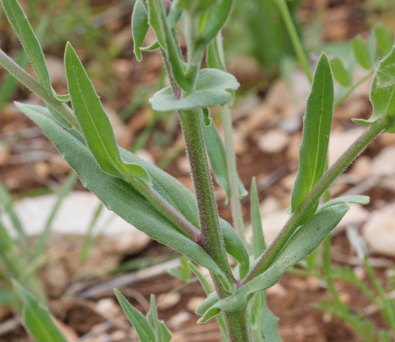 Neslia paniculata leaf