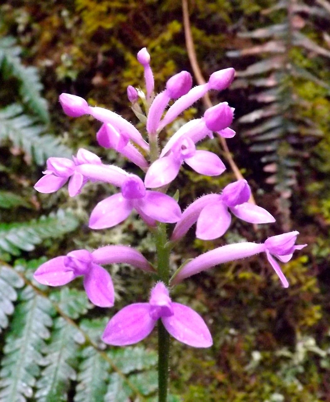 Cynorkis inermis flower