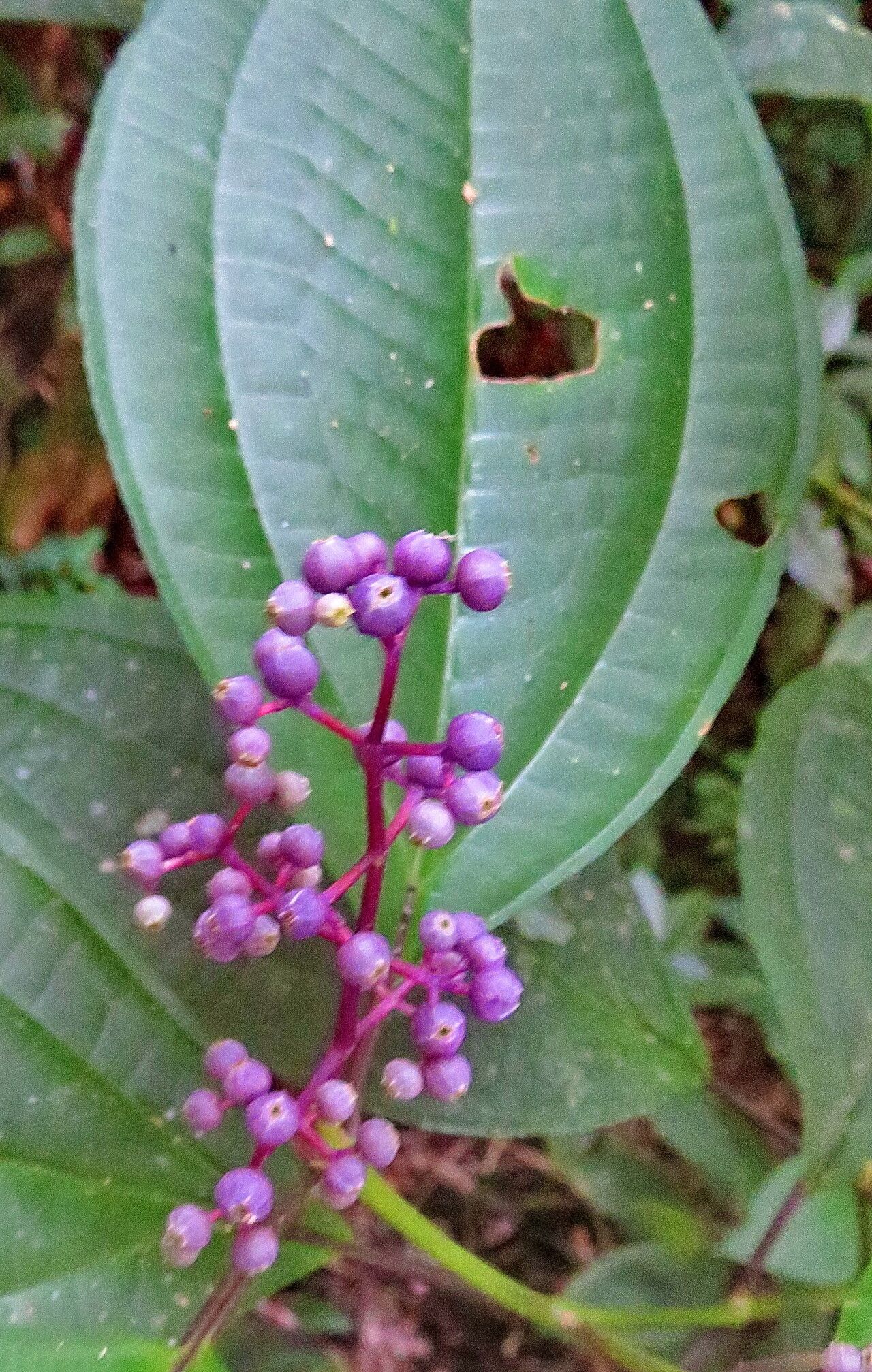 Miconia centrodesma fruit