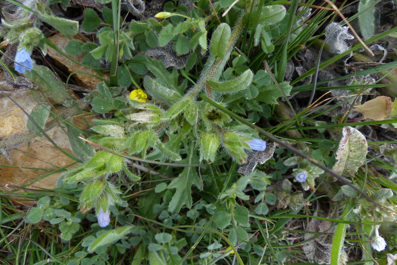Echium calycinum leaf
