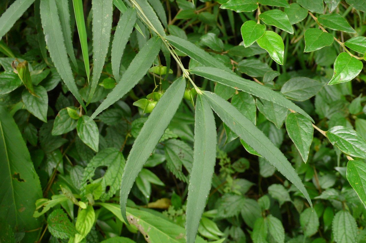 Euonymus cornutus — search result for 'Euonymus'