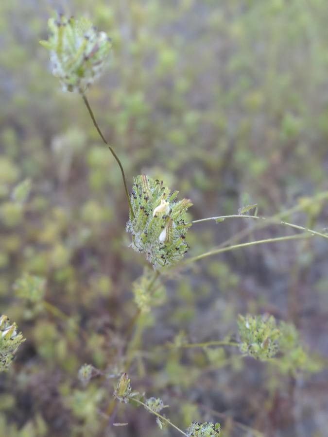 Cordylanthus rigidus habit