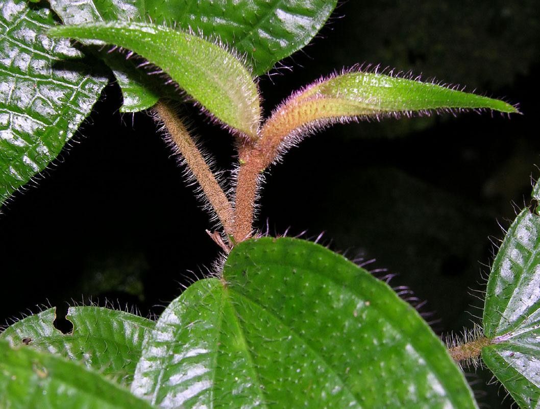 Miconia reitziana bark