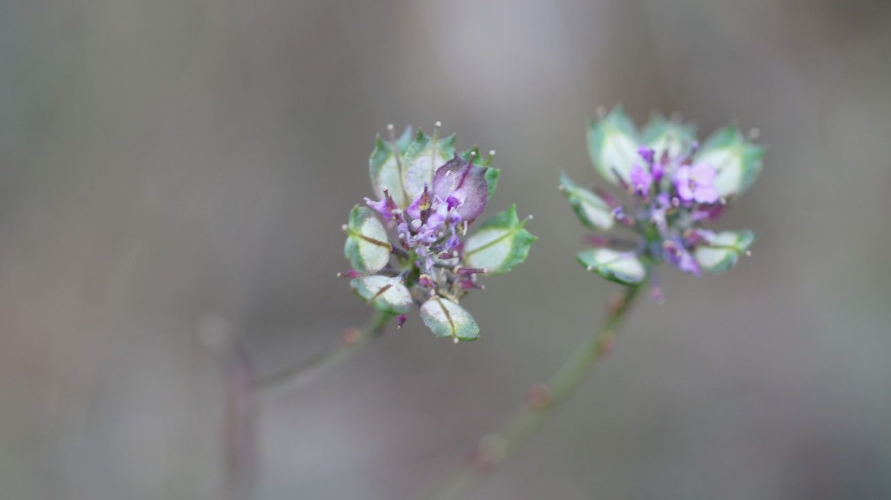 Iberis intermedia fruit