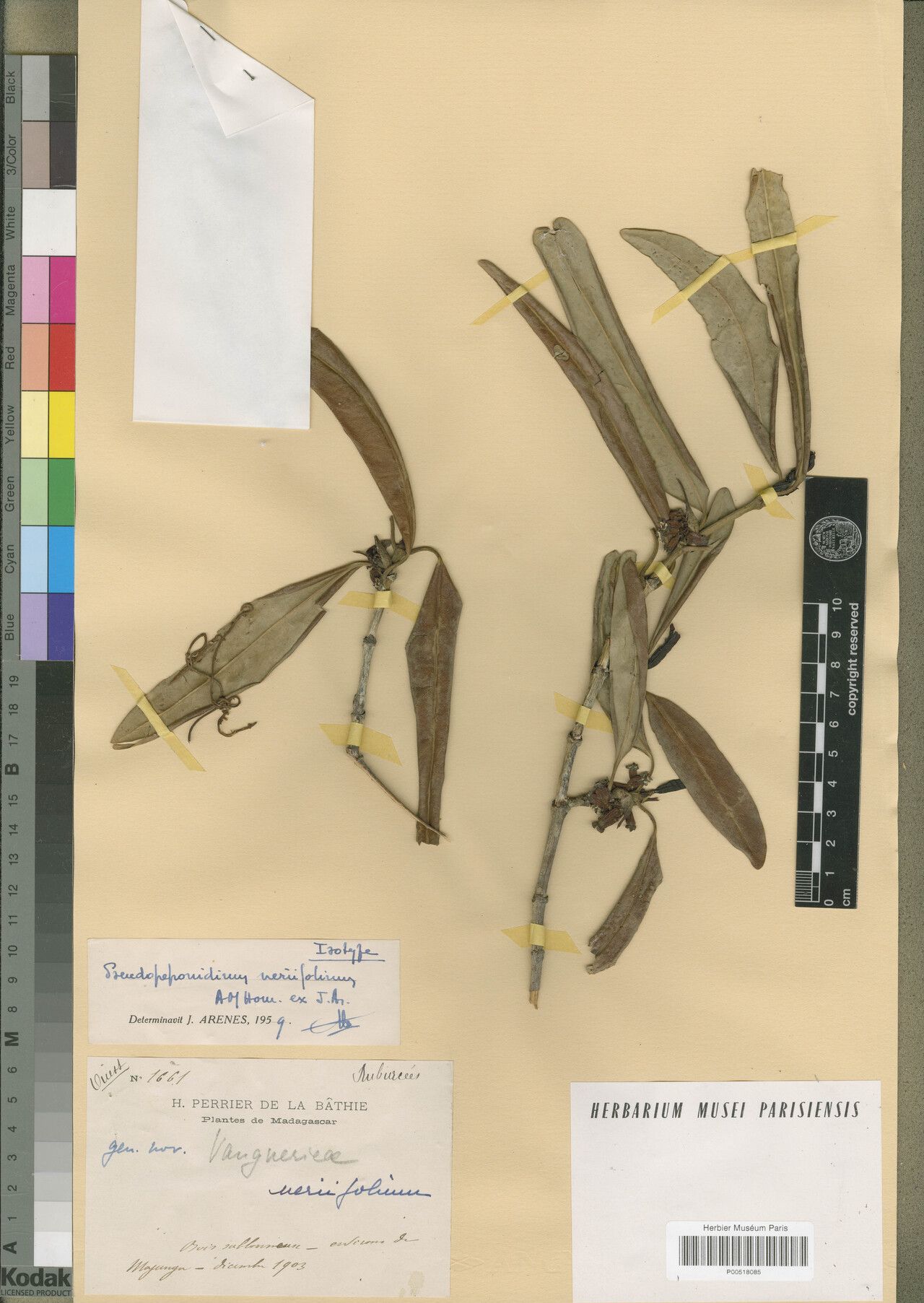 Pyrostria neriifolia — houseplant care guide