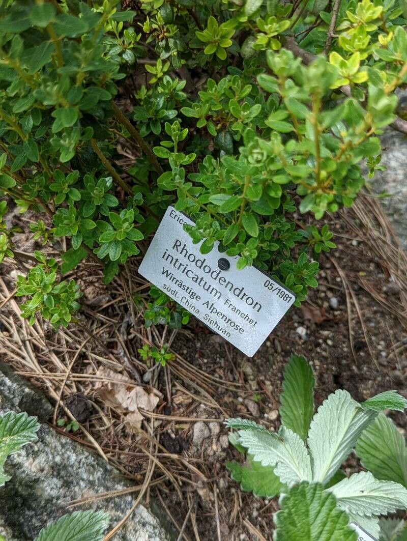 Rhododendron intricatum leaf