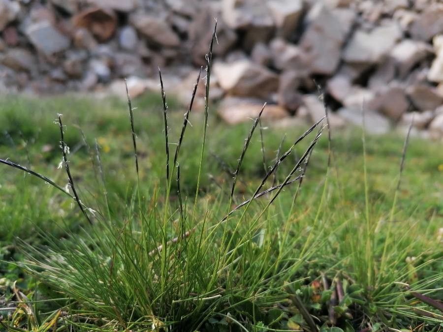 Nardus stricta flower