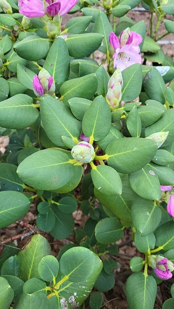 Rhododendron platypodum — houseplant care guide