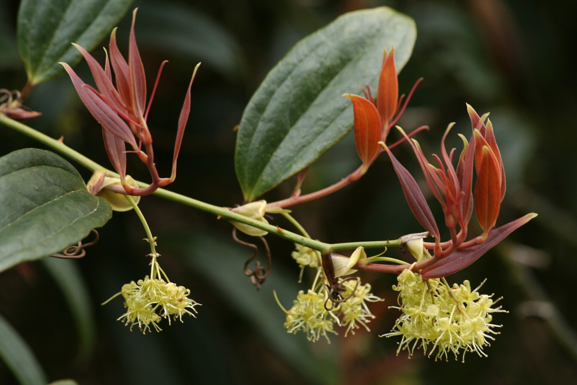 Smilax megalantha flower