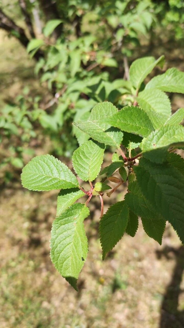 Prunus canescens — houseplant care guide