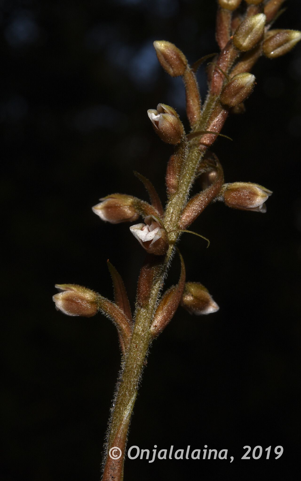 Goodyera perrieri flower