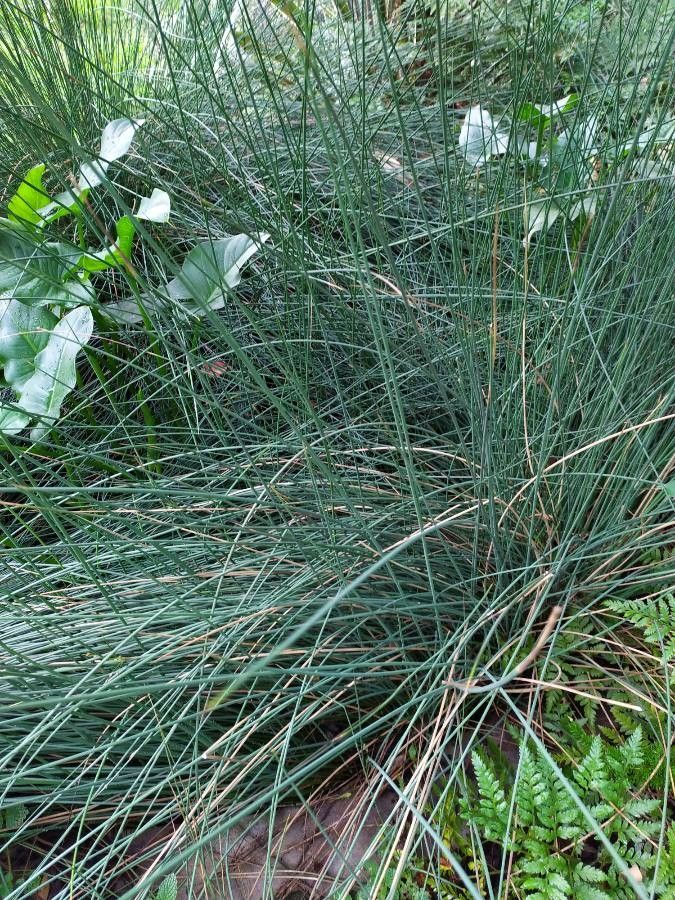 Juncus hybridus — search result for 'Juncaceae'