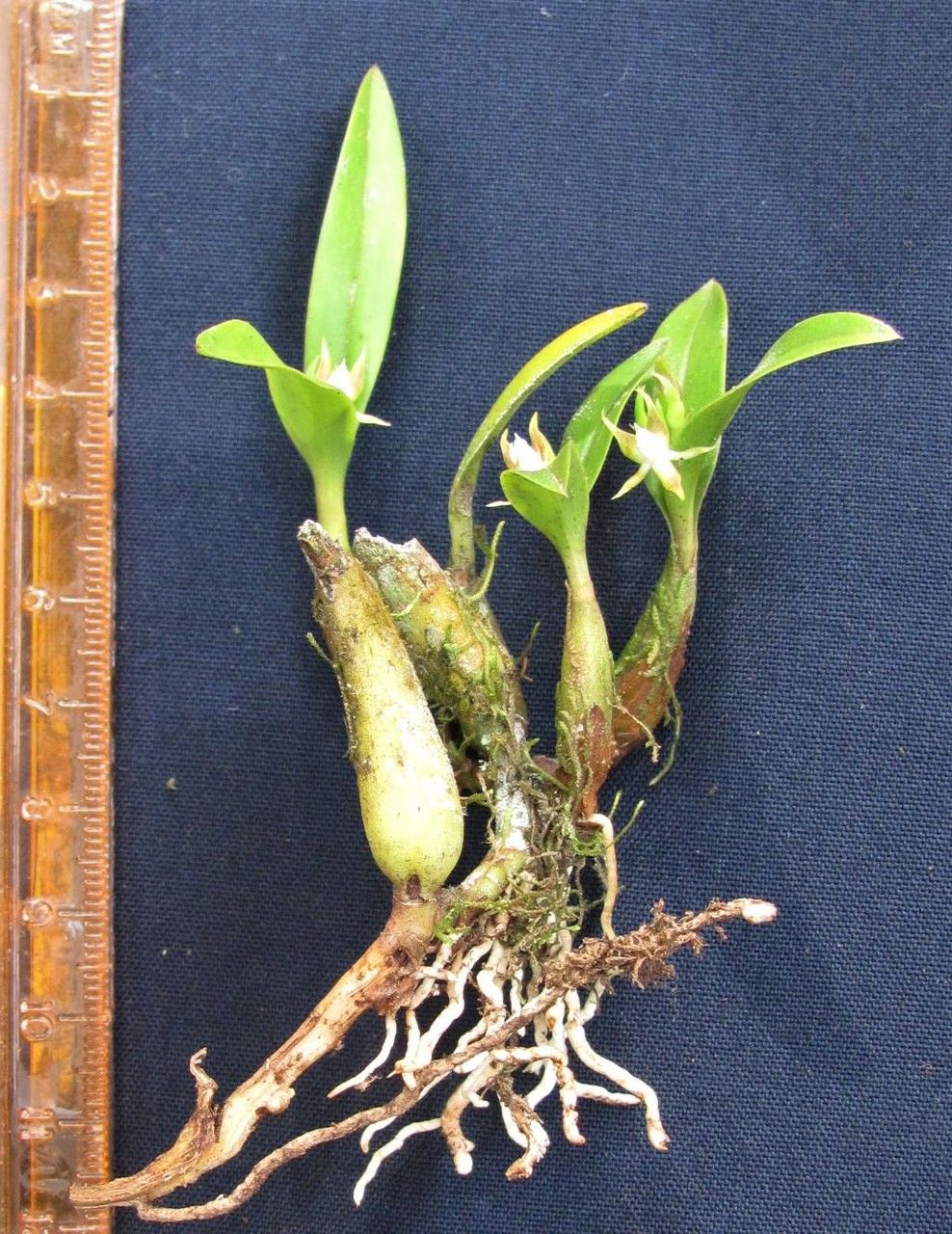 Prosthechea pseudopygmaea fruit