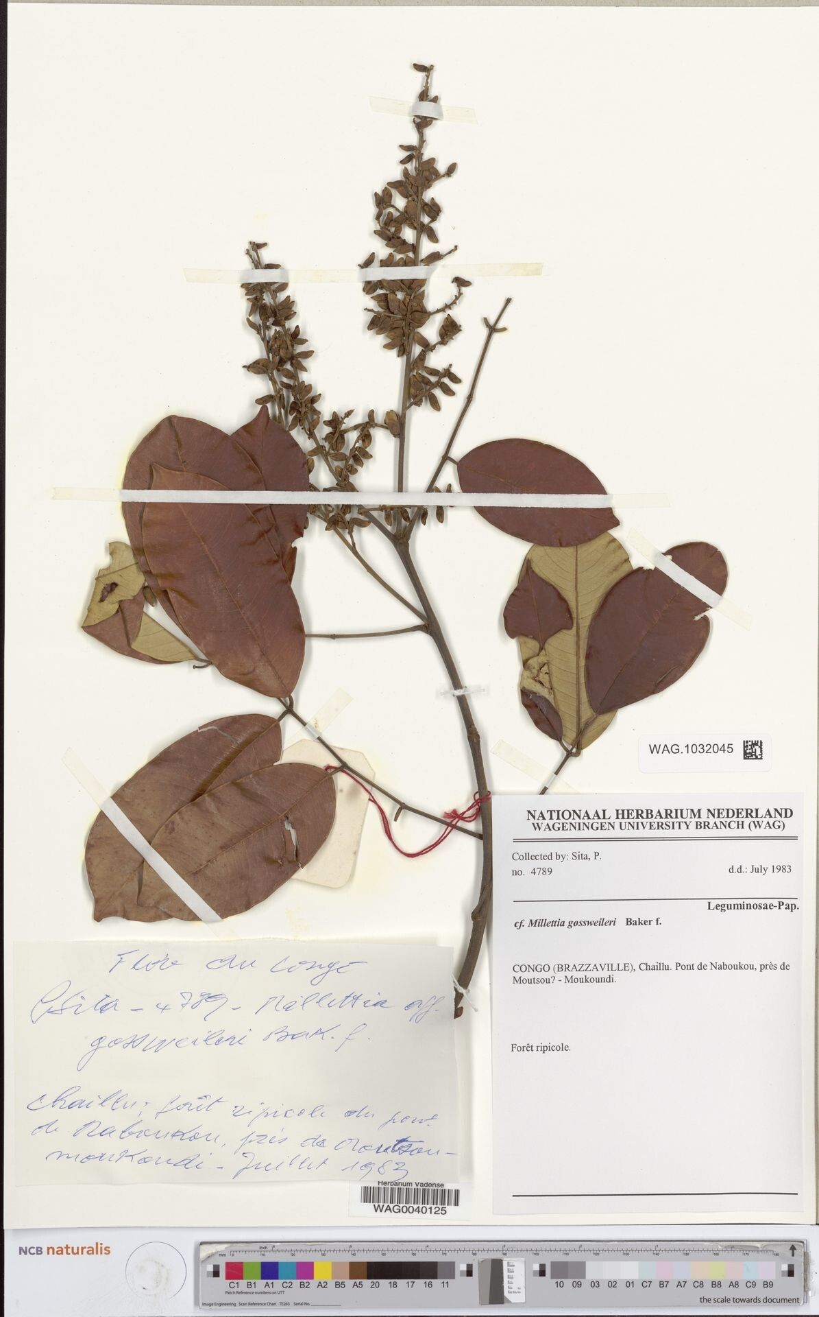 Millettia melanocarpa — houseplant care guide