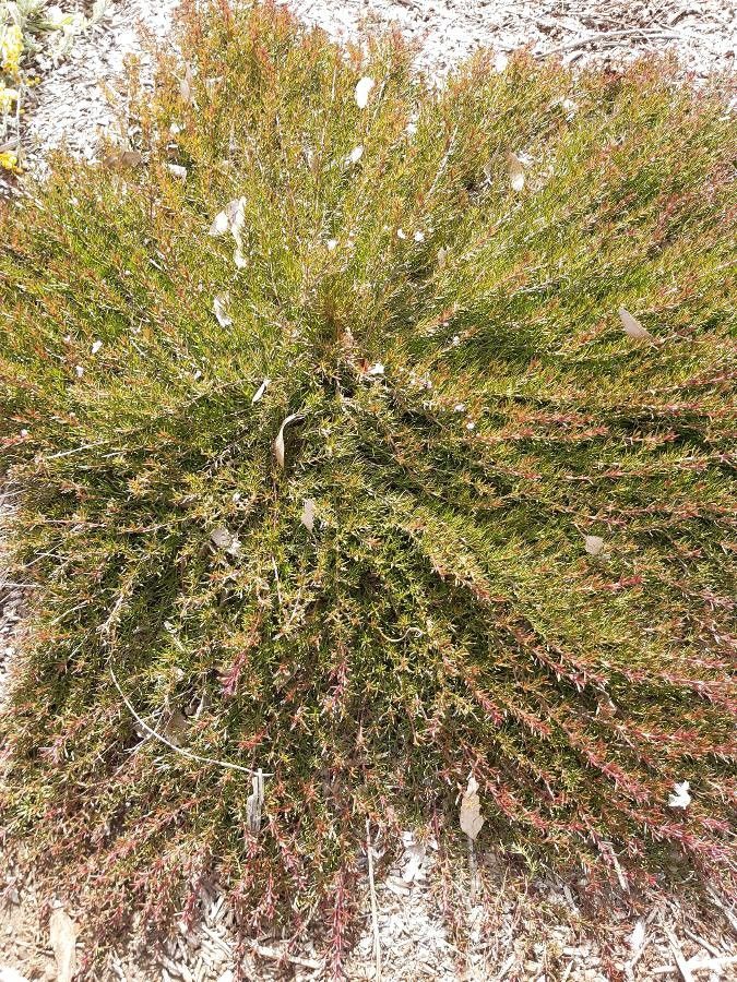 Hemiandra pungens habit