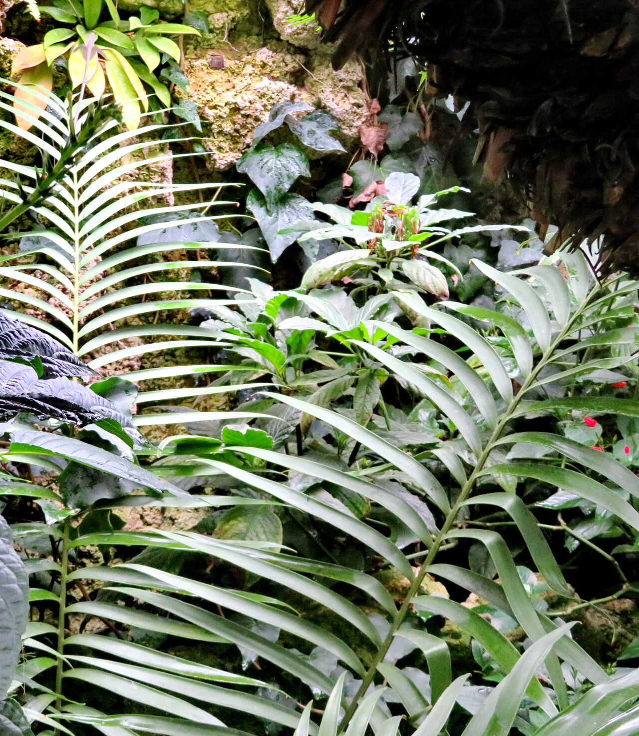 Ceratozamia robusta leaf