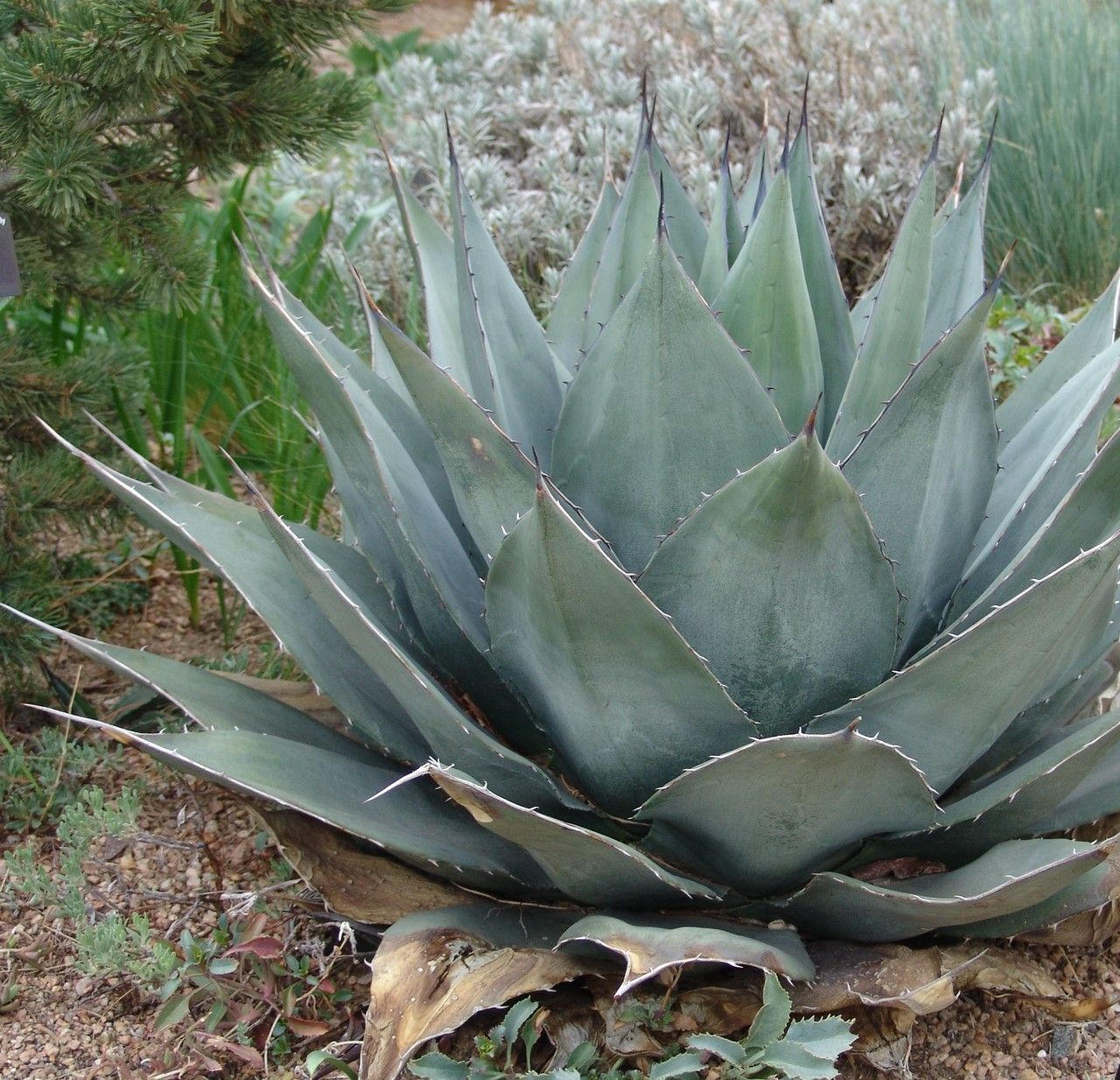 Agave havardiana habit