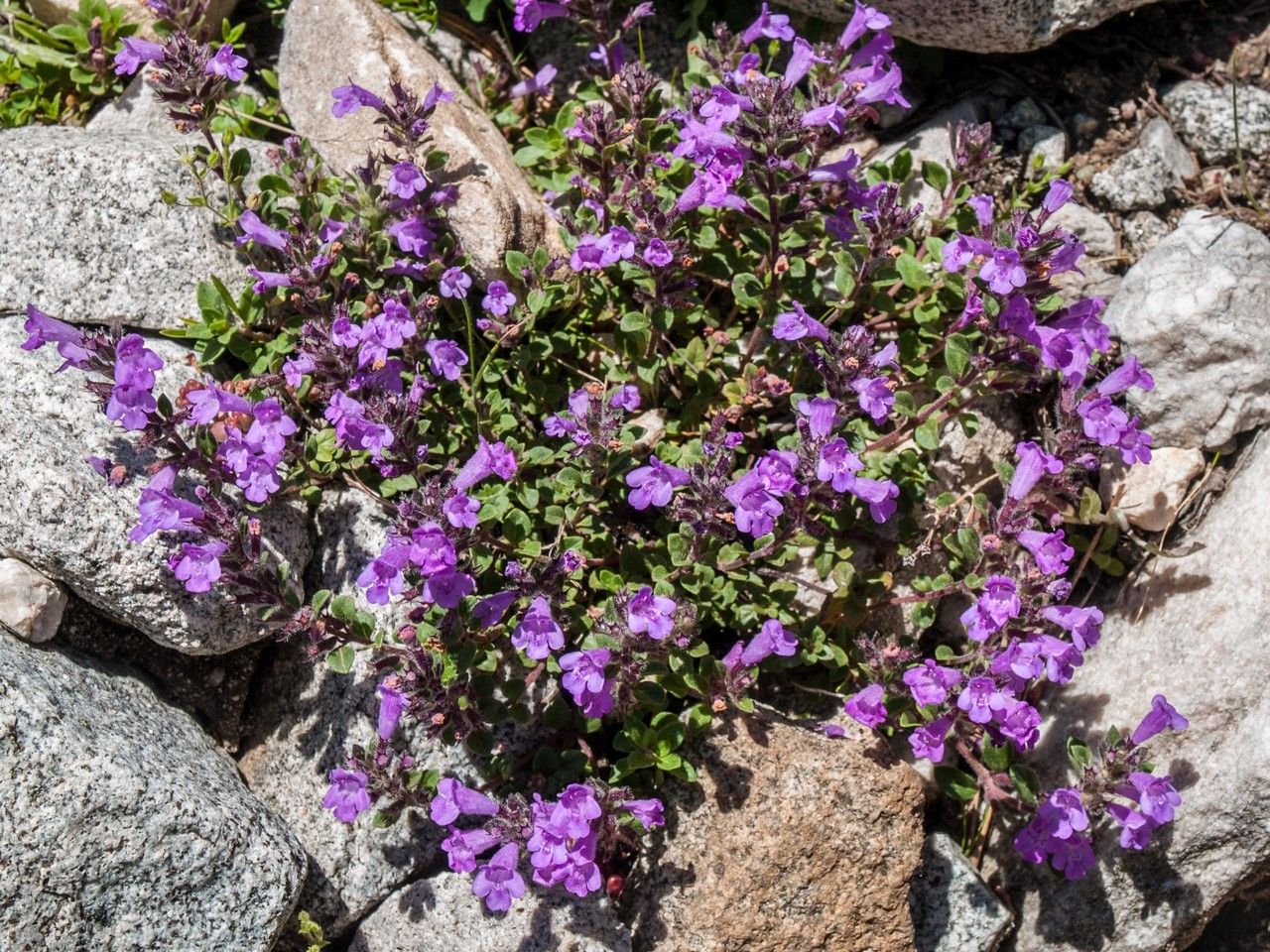Acinos alpinus habit
