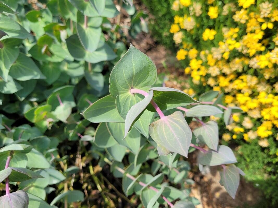 Veronica perfoliata leaf