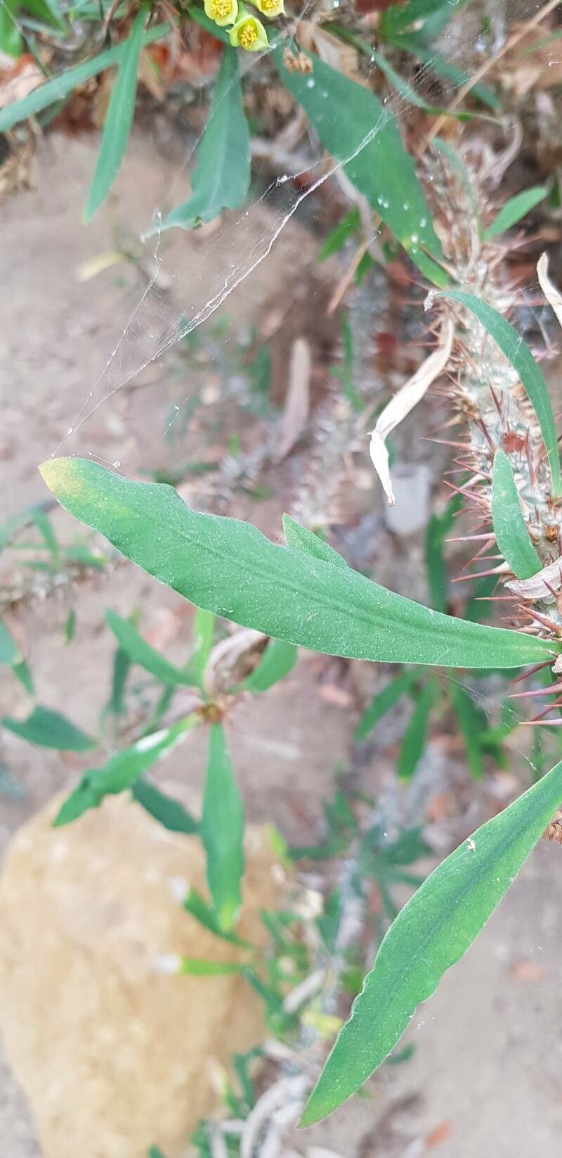 Euphorbia capuronii — houseplant care guide