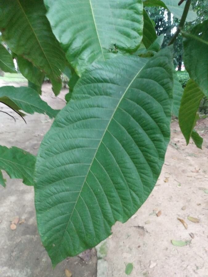 Triplaris weigeltiana — related species from the same genus