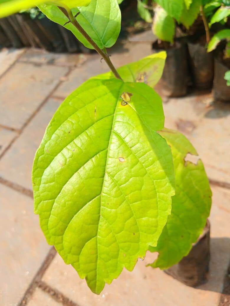 Holoptelea integrifolia — houseplant care guide