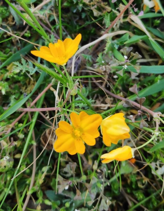 Hypecoum imberbe flower